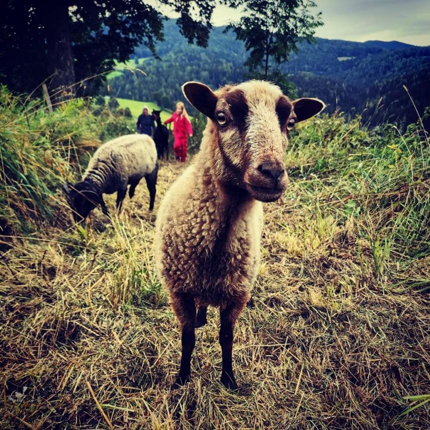 Apartmán Erlebnisbauernhof Gutschi Ranch Kamp Exteriér fotografie