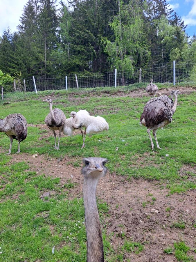 Apartmán Erlebnisbauernhof Gutschi Ranch Kamp Exteriér fotografie