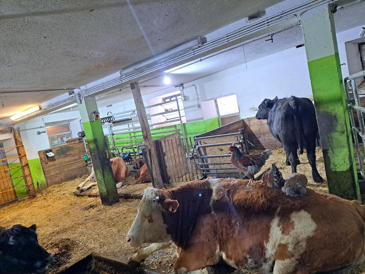 Erlebnisbauernhof Gutschi Ranch Kamp Exteriér fotografie