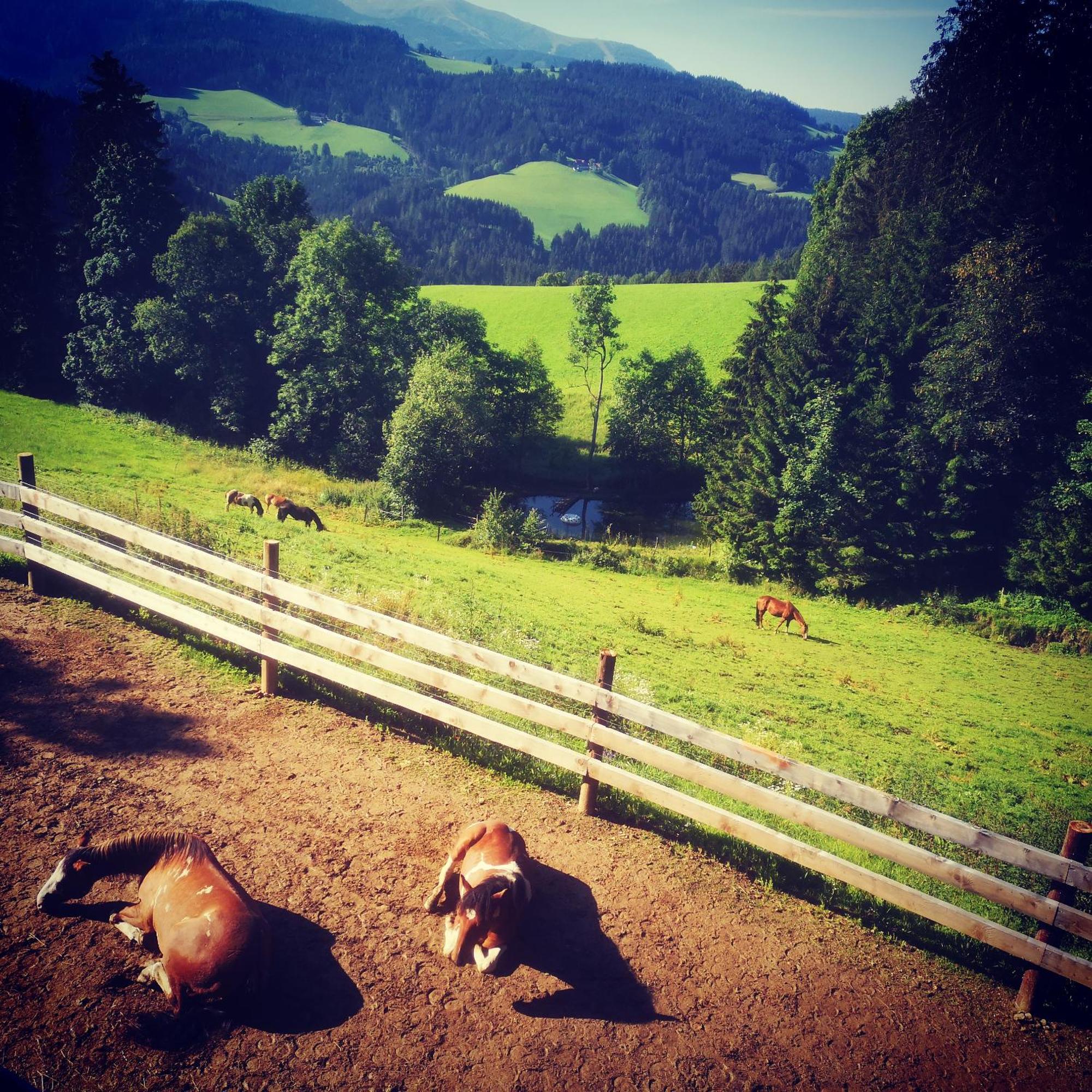 Erlebnisbauernhof Gutschi Ranch Kamp Pokoj fotografie